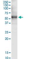 Anti-SGMS2 Mouse Monoclonal Antibody [clone: 7D10]