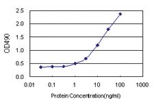 Anti-PCTP Polyclonal Antibody Pair