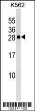 Anti-CXXC4 Rabbit Polyclonal Antibody