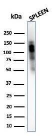 Western blot analysis of human spleen tissue lysate using Anti-CD11b Antibody [ITGAM/3340]