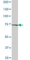 Anti-TRAP1 Mouse Polyclonal Antibody