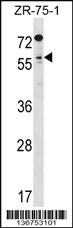 Anti-TCFL5 Rabbit Polyclonal Antibody