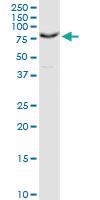 Anti-PCSK1 Mouse Monoclonal Antibody [clone: 3D2]