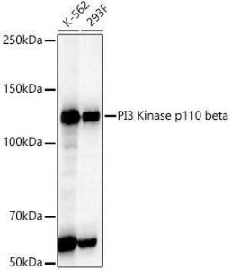 Anti-PI3 Kinase p110 beta antibody