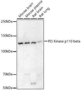 Anti-PI3 Kinase p110 beta antibody