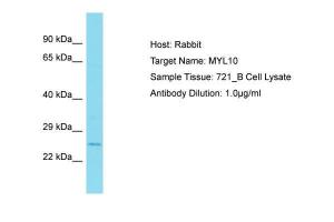 Anti-MYL10 Rabbit Polyclonal Antibody