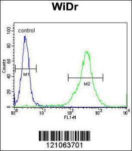 Anti-FAM3B Rabbit Polyclonal Antibody (HRP (Horseradish Peroxidase))