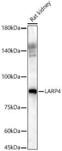 Western blot analysis of Rat kidney, using Anti-LARP4 Antibody (A11809) at 1:900 dilution