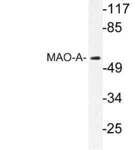 Western blot analysis of lysate from HeLa cells using Anti-MAO-A Antibody