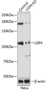 Western blot analysis of extracts from normal (control) and USP4 knockout (KO) HeLa cells, using Anti-USP4 Antibody (A305547) at 1:1000 dilution. The secondary Antibody was Goat Anti-Rabbit IgG H&L Antibody (HRP) at 1:10000 dilution