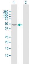 Anti-NSFL1C Rabbit Polyclonal Antibody