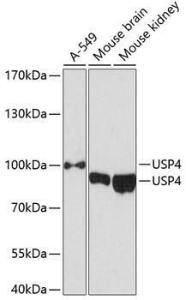 Western blot analysis of extracts of various cell lines, using Anti-USP4 Antibody (A305548) at 1:3000 dilution