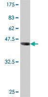 Anti-tim Mouse Polyclonal Antibody