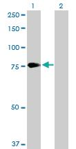 Anti-PCSK2 Rabbit Polyclonal Antibody