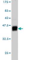 Anti-ARNT Mouse Monoclonal Antibody [clone: 3D10]