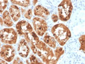 Immunohistochemical analysis of formalin-fixed, paraffin-embedded human kidney using Anti-RBP4 Antibody [RBP4/4042]