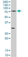 Anti-PCSK2 Rabbit Polyclonal Antibody