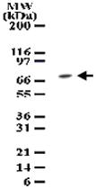 Anti-MAP3K7 Rabbit Polyclonal Antibody