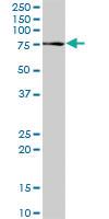 Anti-PCSK2 Rabbit Polyclonal Antibody