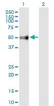 Anti-UGT3A2 Mouse Polyclonal Antibody