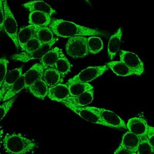 Immunofluorescent analysis of PFA fixed HeLa cells stained with Anti-CD195 Antibody [12D1] followed by Goat Anti-Mouse IgG (CF and #174; 488) (Green)