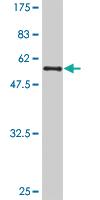 Anti-GFP Monoclonal Antibody