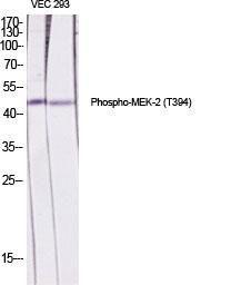 Western blot analysis of various cells using Anti-MEK2 (phospho Thr394) Antibody