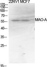 Western blot analysis of various cells using Anti-MAO-A Antibody