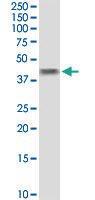 Anti-B4GALT4 Rabbit Polyclonal Antibody