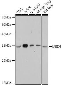 Western blot analysis of extracts of various cell lines, using Anti-MED4 Antibody [ARC2528] (A306502) at 1:1,000 dilution. The secondary antibody was Goat Anti-Rabbit IgG H&L Antibody (HRP) at 1:10,000 dilution.