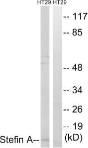 Antibody anti-stefin A 100 µg