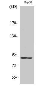 Western blot analysis of HepG2 cells using Anti-DYR1A Antibody