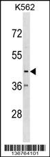 Anti-CX3CR1 Rabbit Polyclonal Antibody