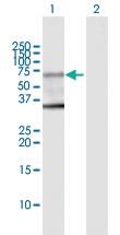 Anti-CDK16 Rabbit Polyclonal Antibody