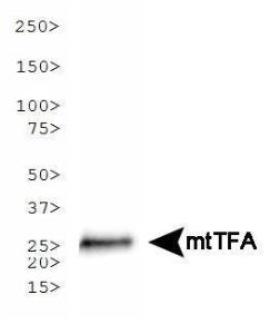 Anti-mtTFA Mouse Monoclonal Antibody [clone: 18G102B2E11]