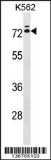 Anti-IL23R Rabbit Polyclonal Antibody