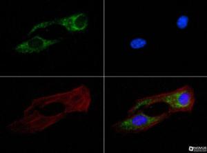 Anti-mtTFA Mouse Monoclonal Antibody [clone: 18G102B2E11]