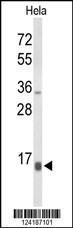 Anti-NPW Rabbit Polyclonal Antibody (Biotin)