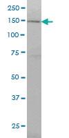 Anti-RNF123 Mouse Monoclonal Antibody [clone: 3F8]