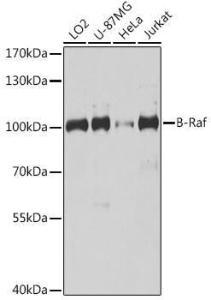 Western blot analysis of extracts of various cell lines, using Anti-BRAF Antibody (A305550) at 1:1000 dilution