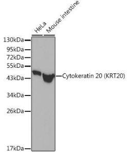 Antibody A306504-100 100 µl