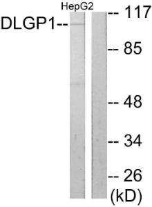 Western blot analysis of lysates from HepG2 cells using Anti-DLGP1 Antibody. The right hand lane represents a negative control, where the antibody is blocked by the immunising peptide.