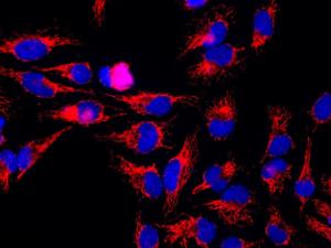 Western blot analysis of tissue or whole cell lysates using Anti-Heat Shock Protein 60 Antibody (1:10,000/green)