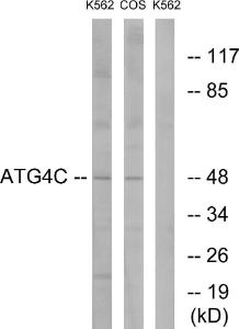 Antibody anti-ATG4C A98665-100 100 µg