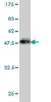 Anti-PTPRJ Mouse Monoclonal Antibody [clone: 6G11]