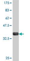 Anti-COX4I1 Mouse Polyclonal Antibody