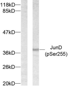 Western blot analysis of lysates from 293 cells treated with Forskolin using Anti-JunD (phospho Ser255) Antibody. The left hand lane represents a negative control, where the antibody is blocked by the immunising peptide