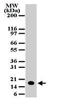 Anti-NDUFA13 Rabbit Polyclonal Antibody