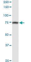 Anti-TRAP1 Rabbit Polyclonal Antibody