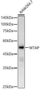 Western blot analysis of extracts of RAW264. 7 cells, using Anti-WTAP Antibody (A305551) at 1:400 dilution. The secondary antibody was Goat Anti-Rabbit IgG H&L Antibody (HRP) at 1:10,000 dilution.